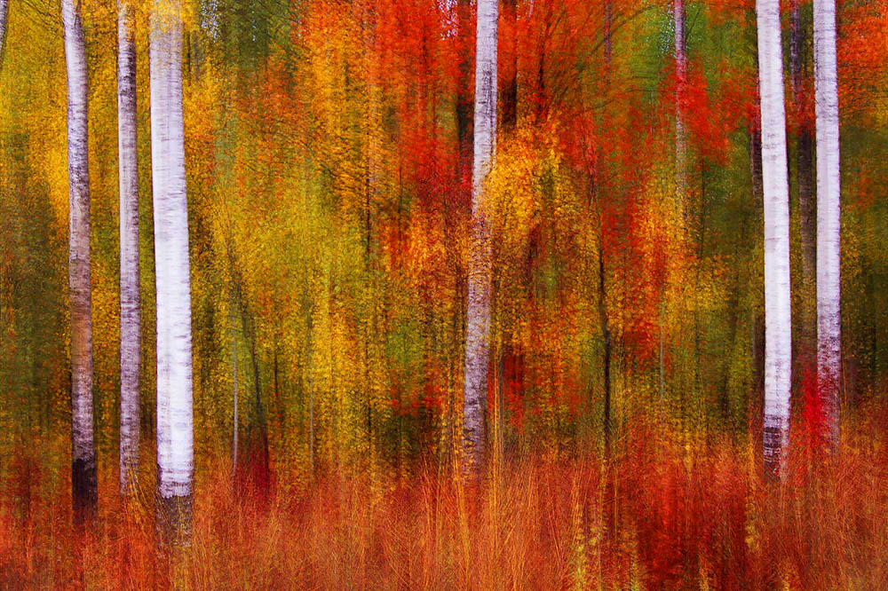 Color, Fall, birch, aspen, Wisconsin