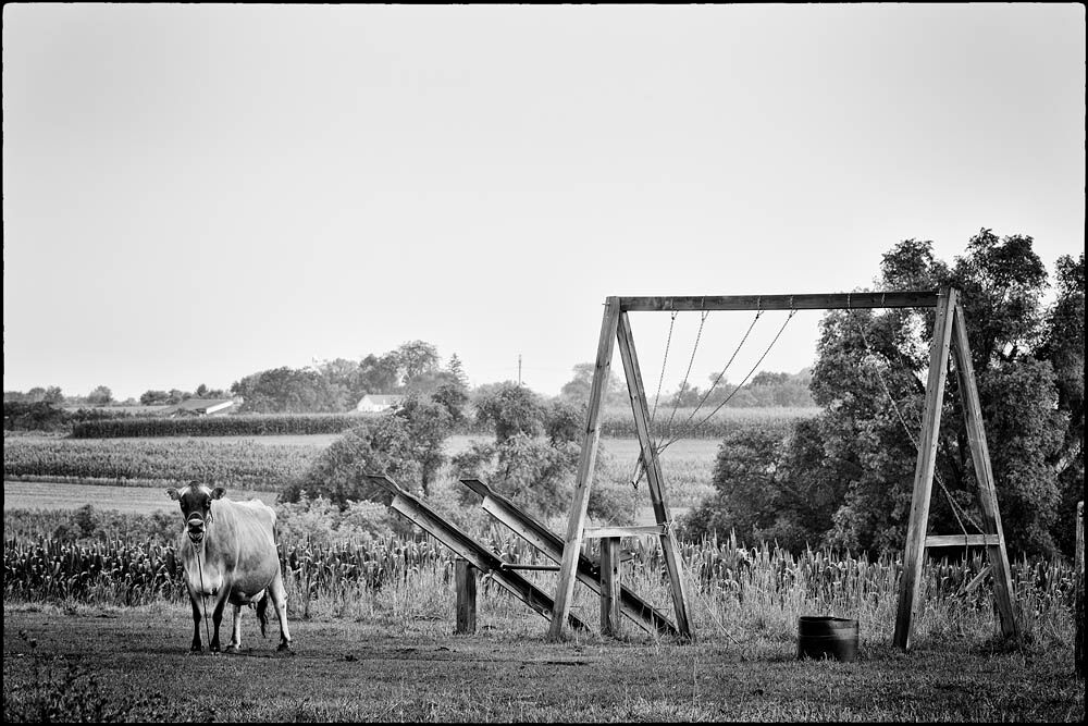 cows, cow