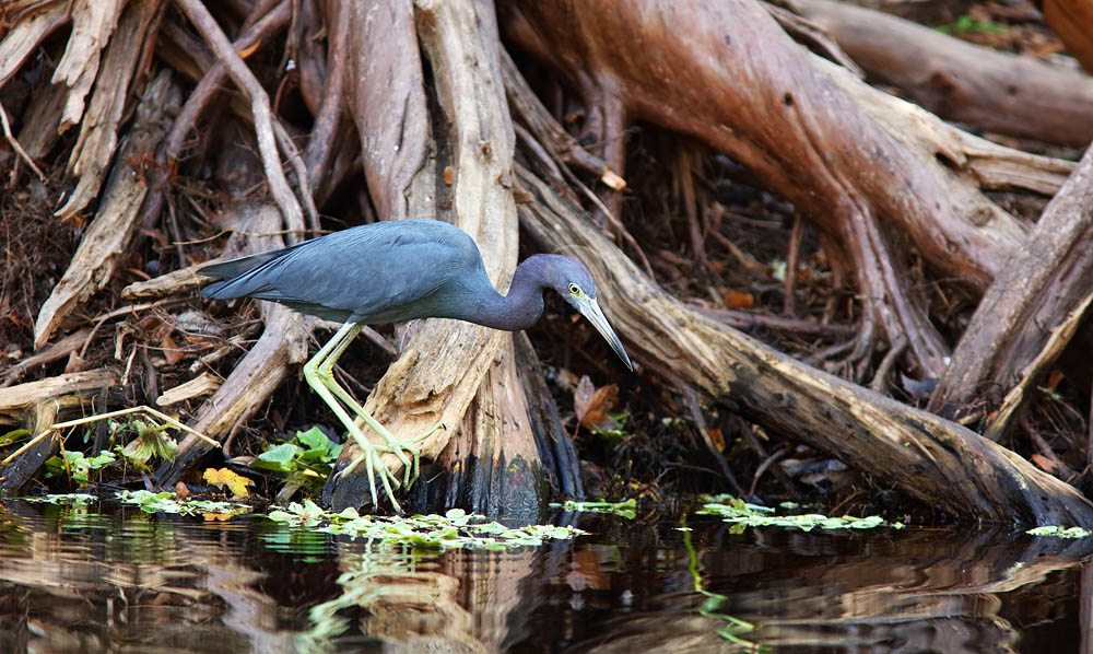 Heron, Bird, Wetland, Florida