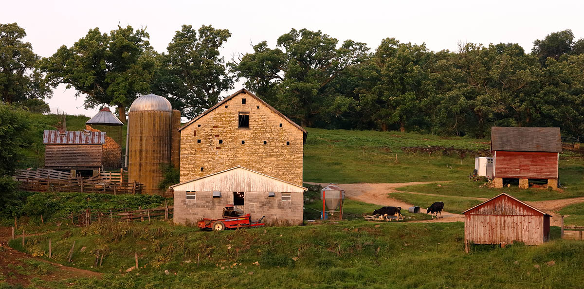 Cows, Barn