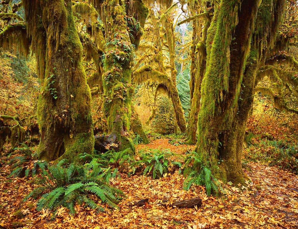 trees, moss, forest