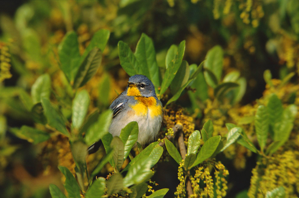 The Northern Parula has a wide US breeding range, from the southern states north to southern Canada, but no matter the location...
