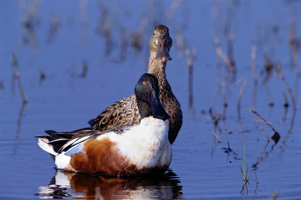 waterfowl, ducks, wetlands, birds