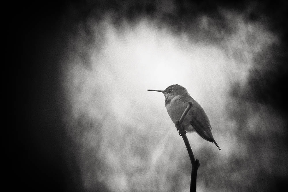 humming bird, bird,black and white