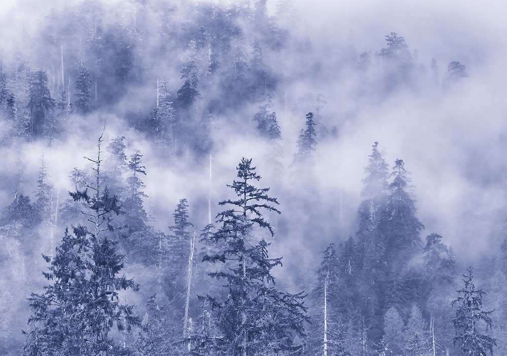 fog, trees