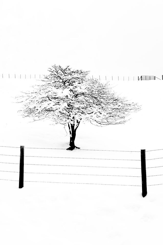 Tree, Snow, Lone Tree, Winter, Winter Tree