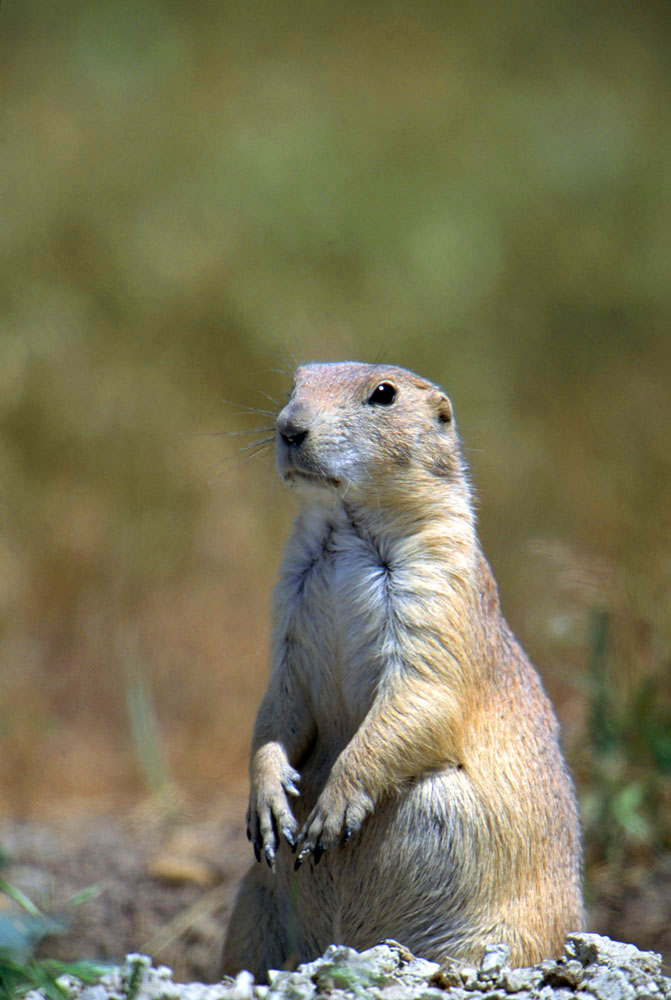 South Dakota, Prairie, Wildlife