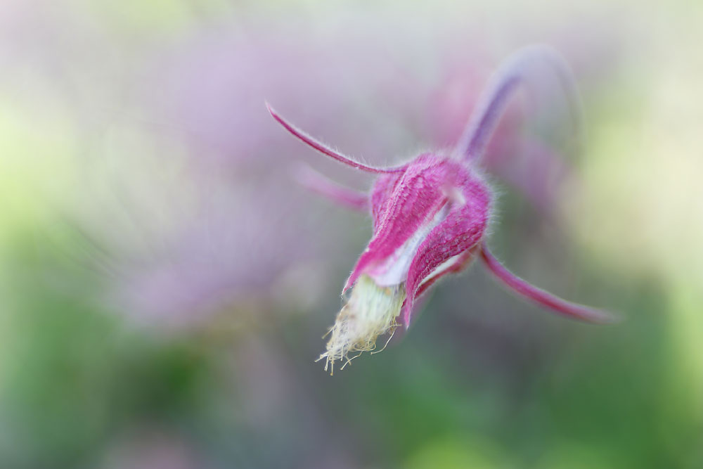 Flower, Prairie, Wisconsin