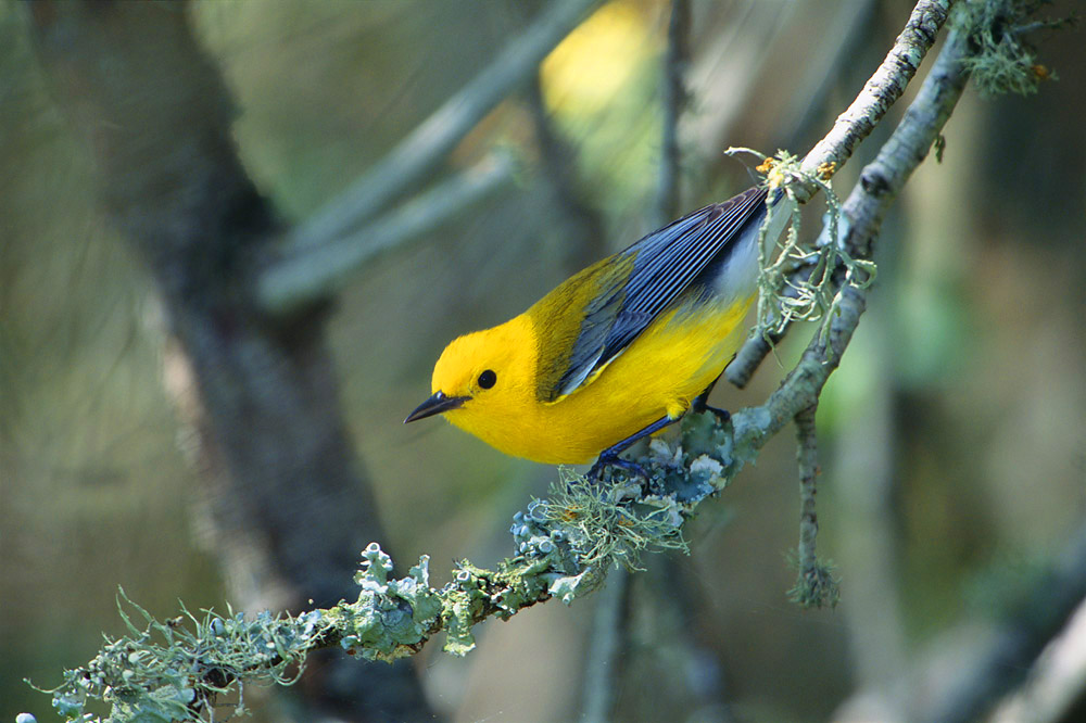 The Prothonotary warbler typically breeds in swamps or over the water in tree cavities, they are one of only two warbler species...