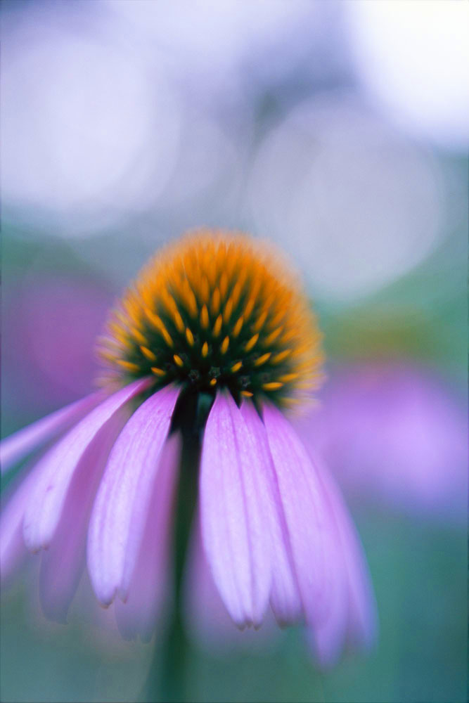 Purple Cone Flower, Flower, Prairie