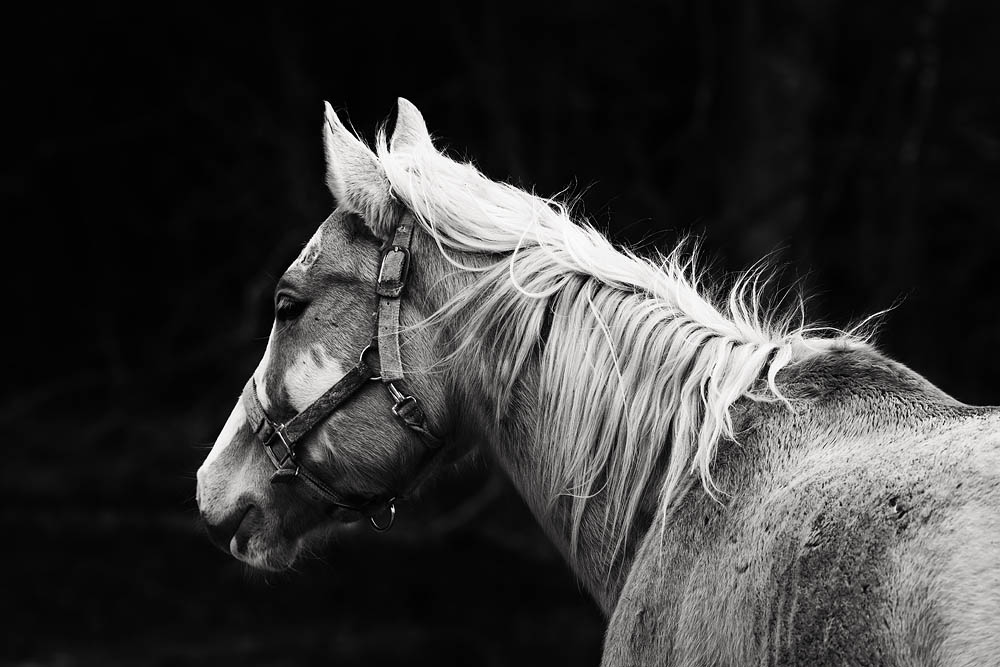 black and white, horse