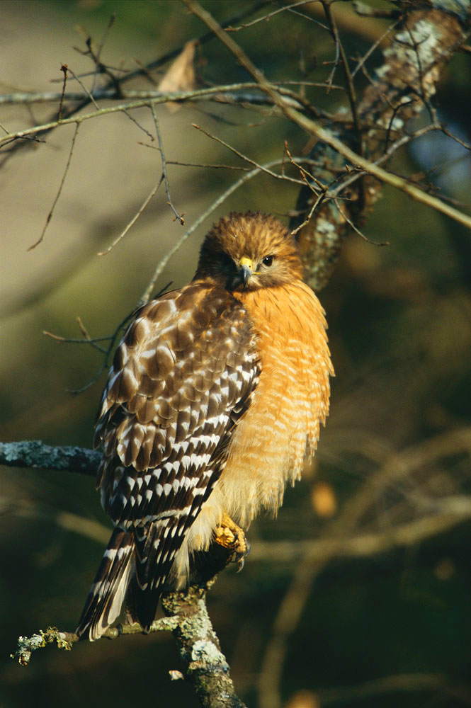 bird, hawk