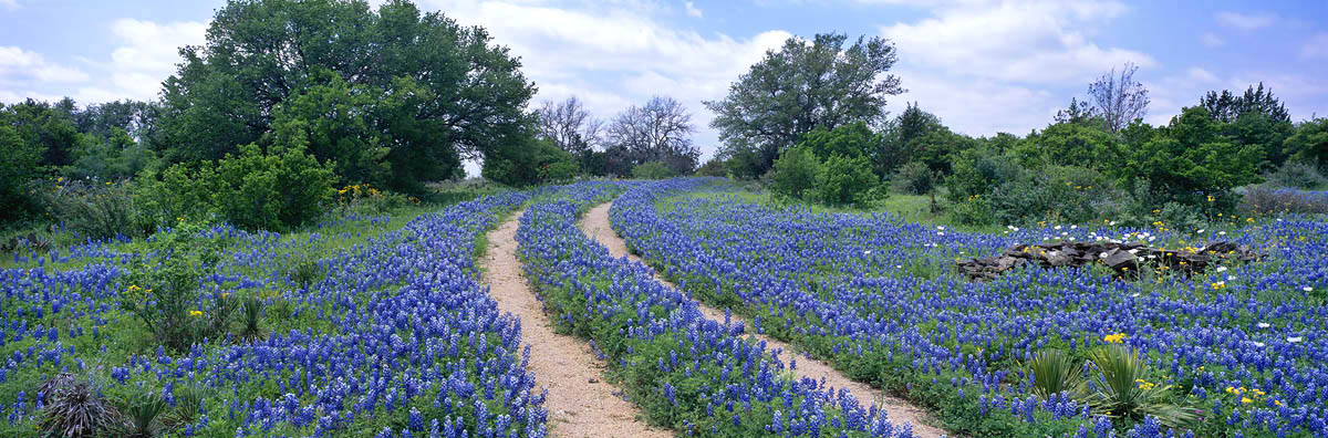 Texas, flowers, ranch, bluebonnets