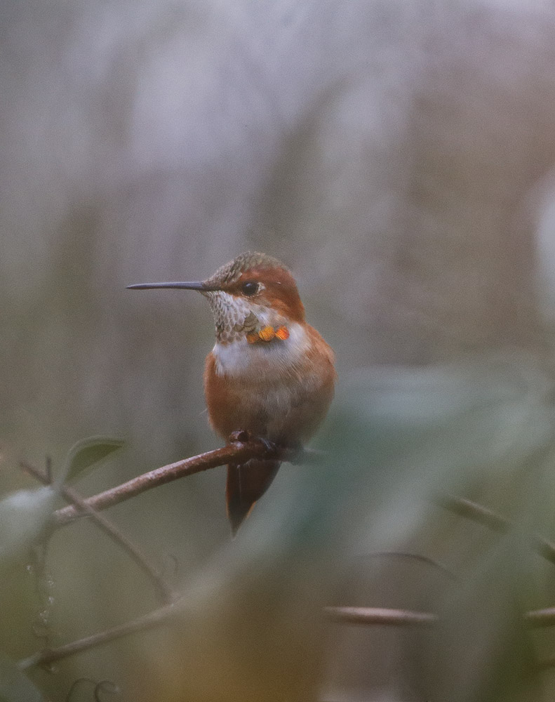 bird, migrant