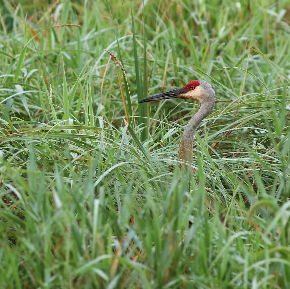 Sandhill Crane