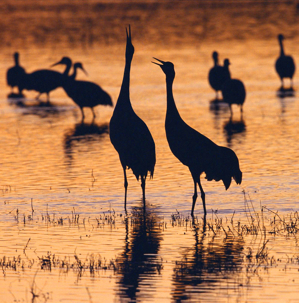 Crane,  Wetland