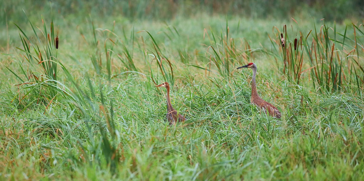 Sandhill Cranes