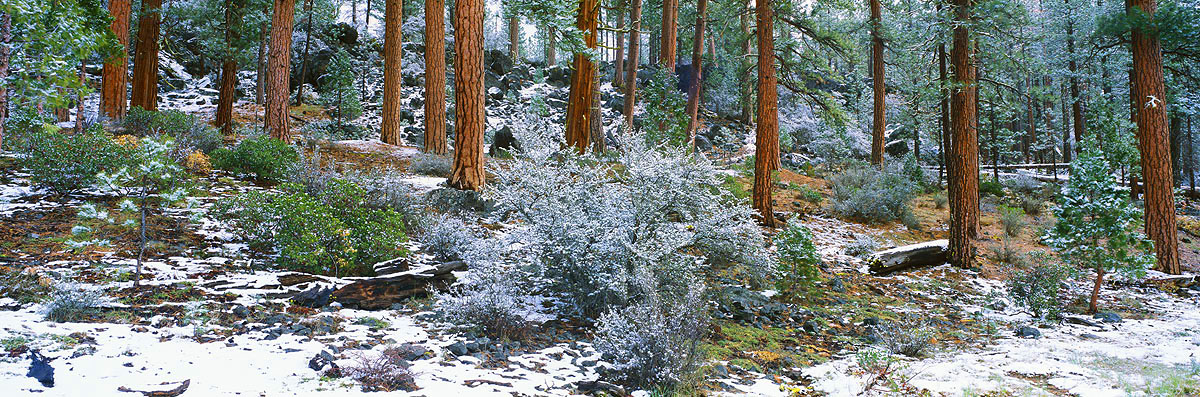 snow, trees, winter