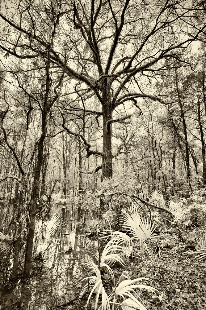 Oak, wetland, swamp