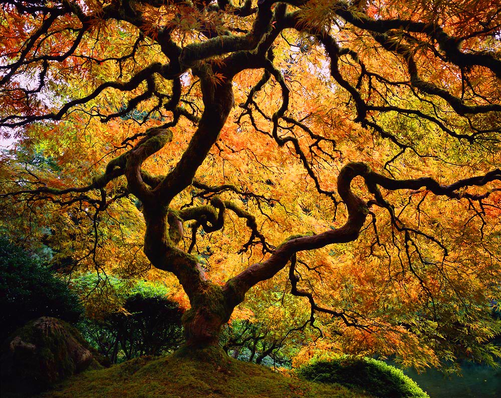 tree, Japanese maple, Maple, fall color