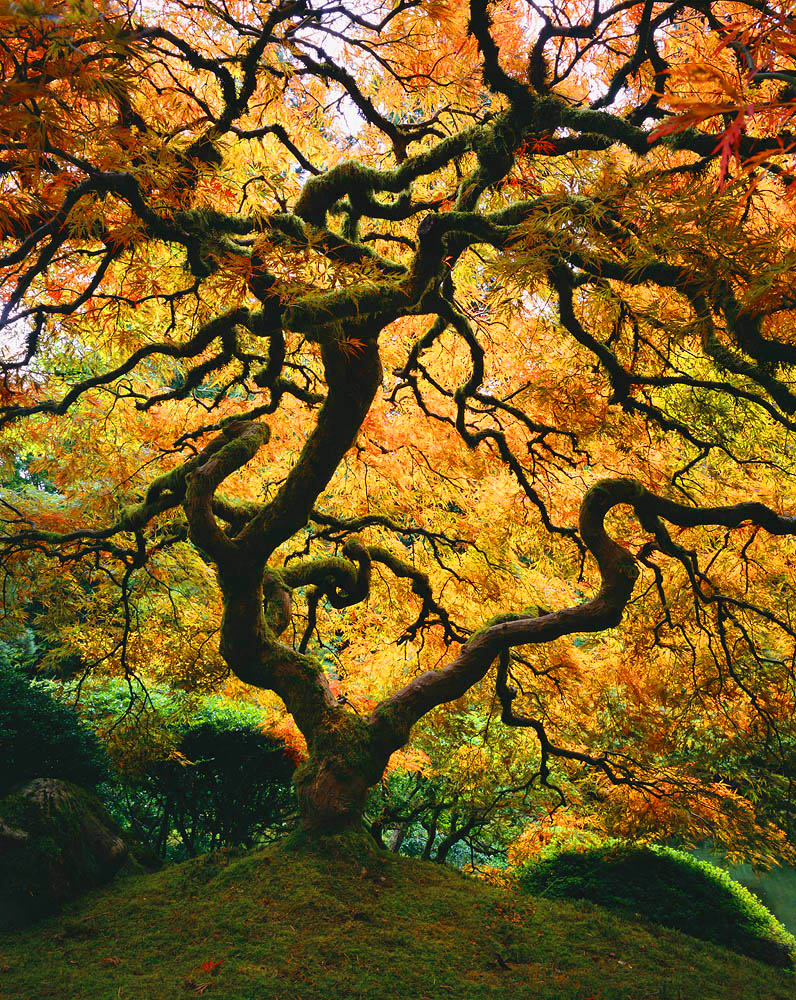 tree, Japanese maple, Maple, fall color