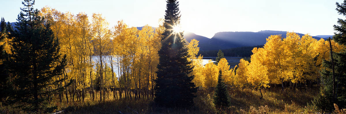 Wyoming, aspen