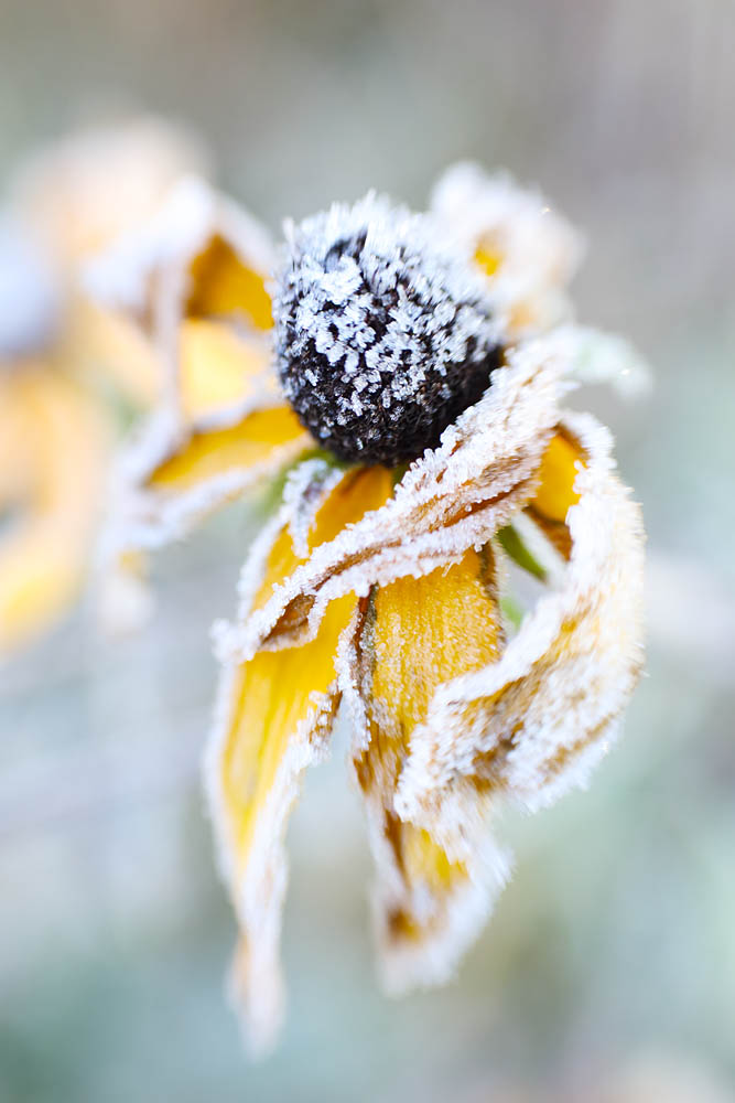 flower, frost, frosted flower