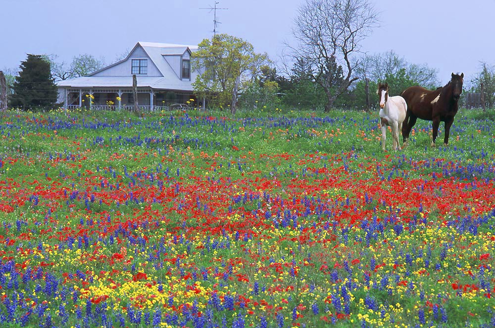 Texas, Flowers, horse