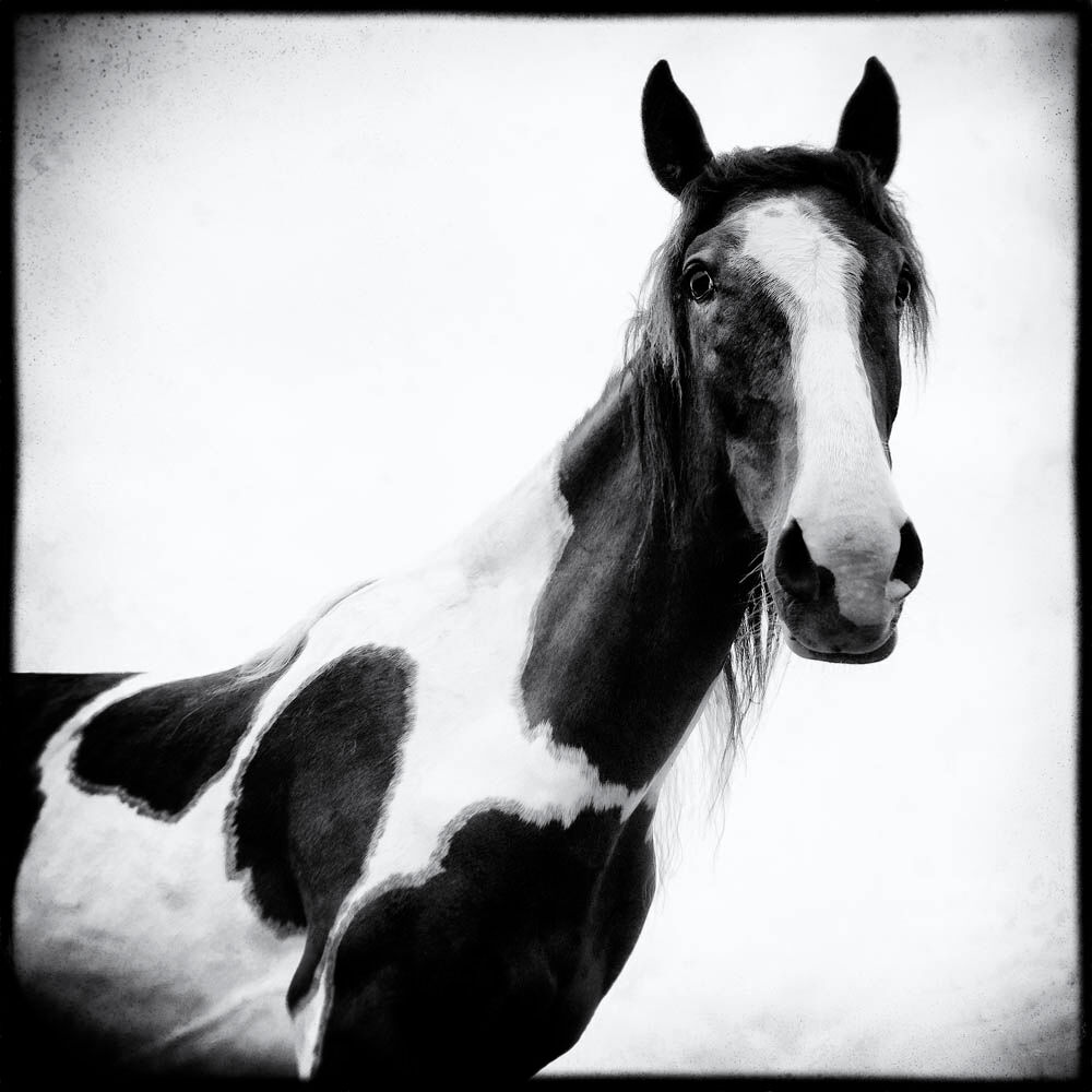 Horse, Painted Horse