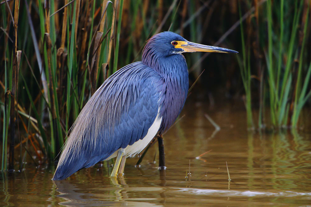 birds, wetlands