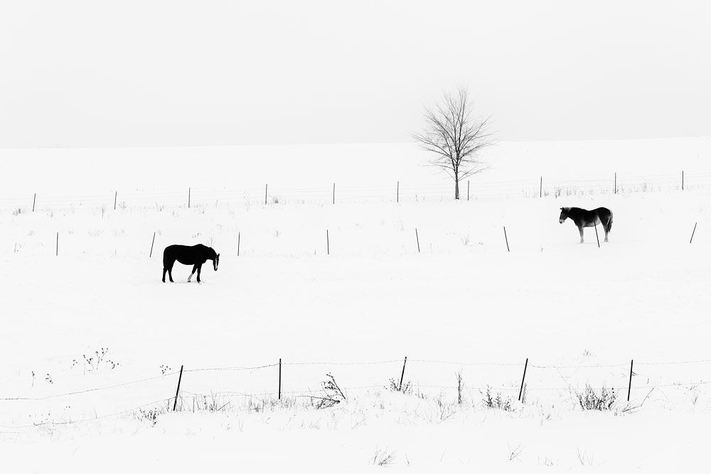 Horse, Horses< Winter, Winter Horse
