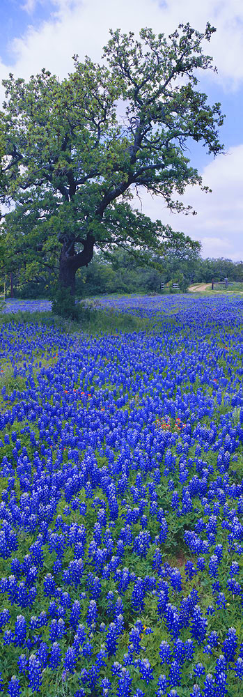 Texas, Flowers, bluebonnets