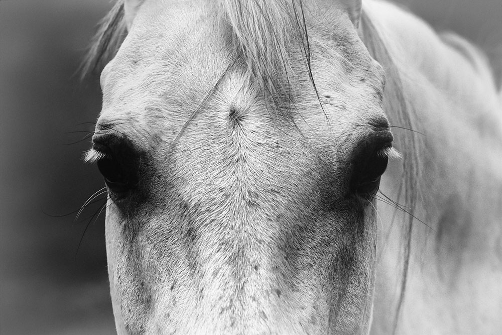 horse, black and white