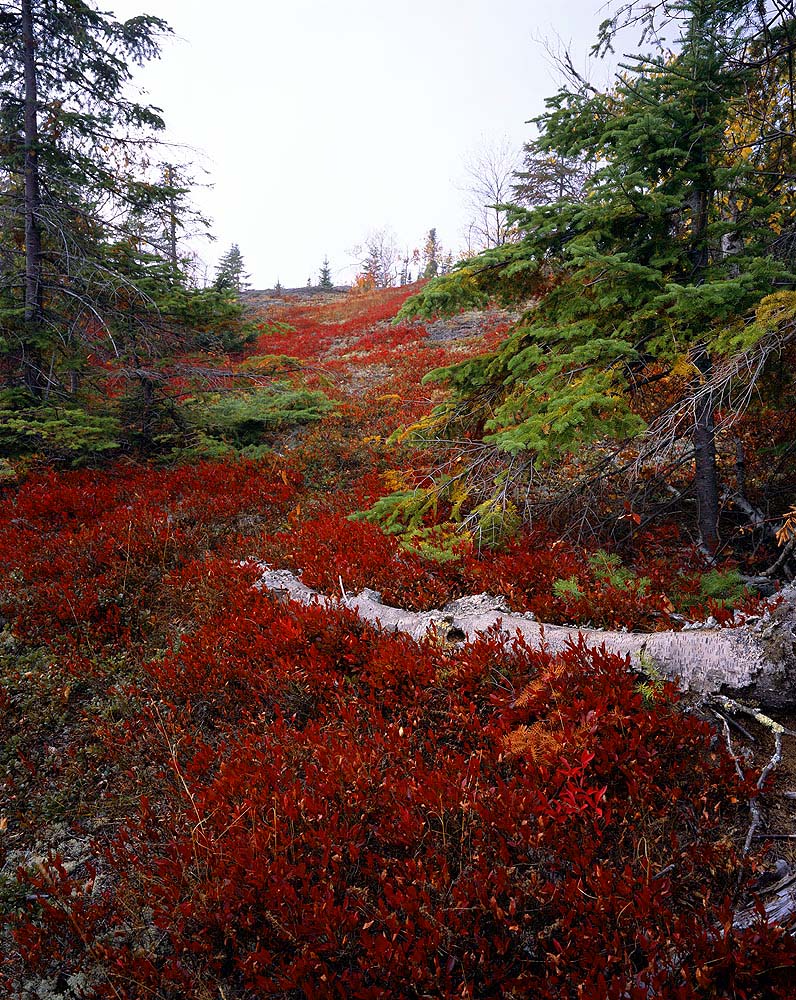 Canada, fall, trail, path, blueberry bushes