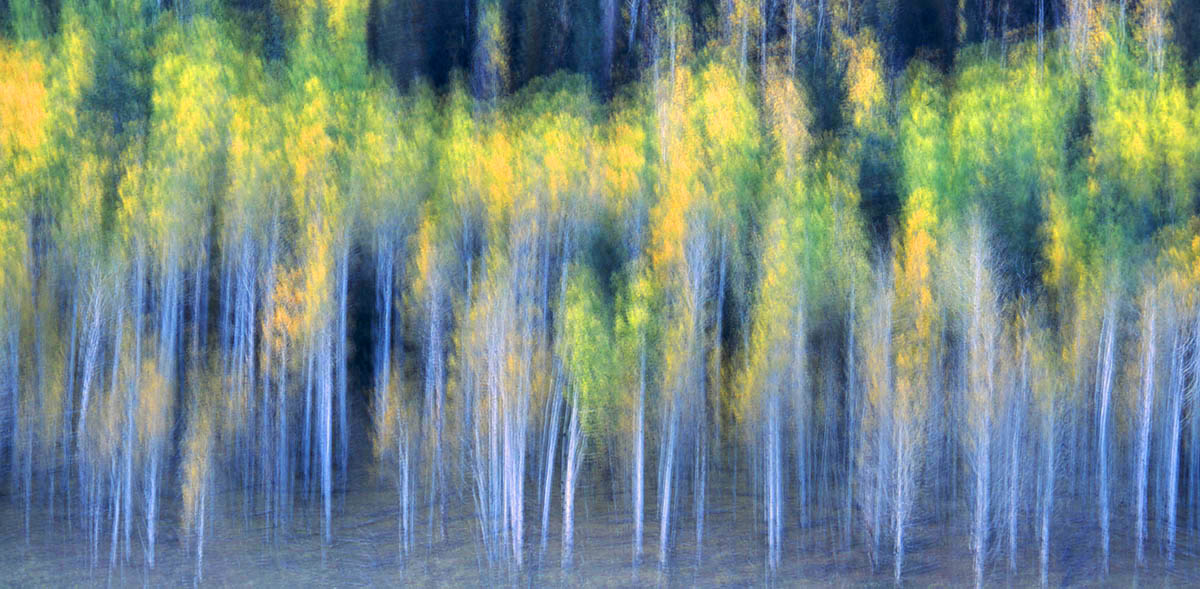 forest abstract