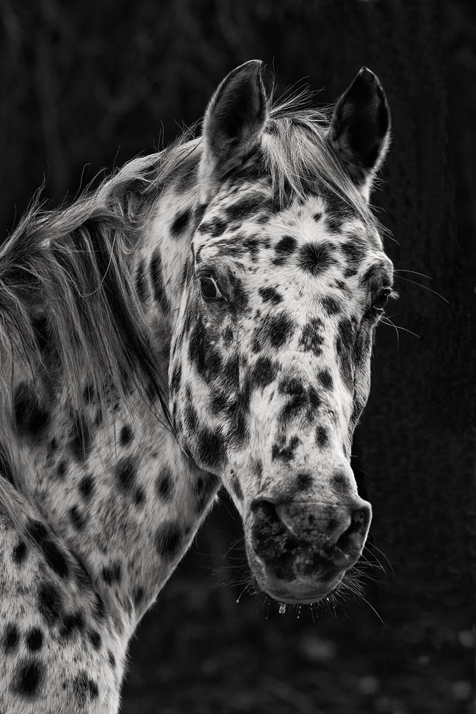 black and white, horse