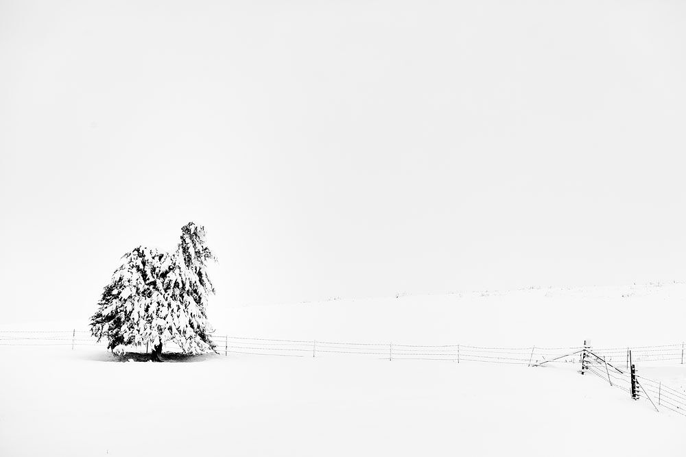 Snow, Trees, Winter