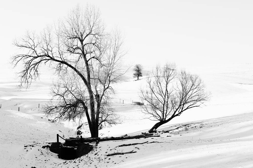 Trees, Winter, Tree Abstract,