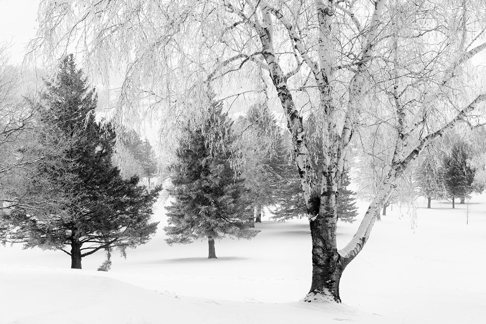 Winter Trees, Birch, Winter Birch