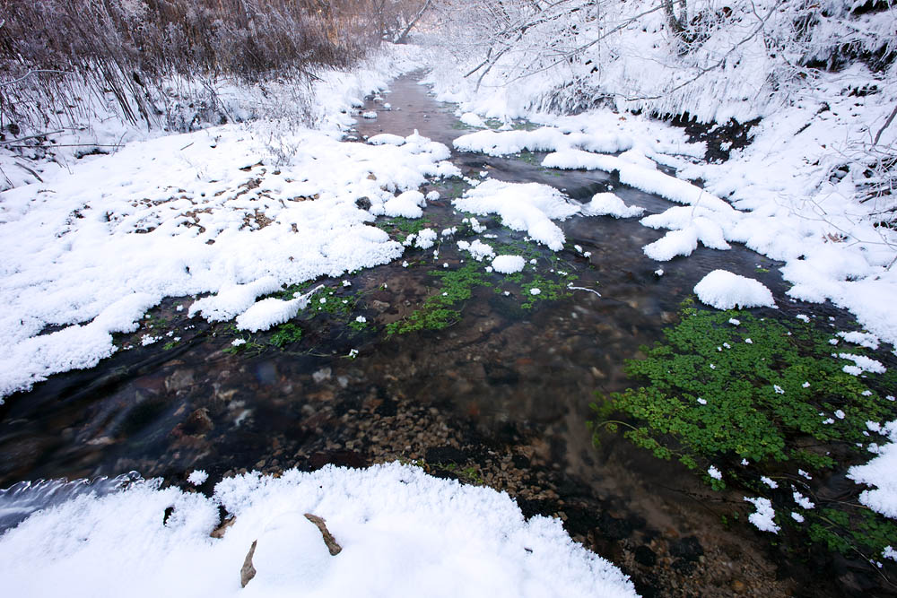 Watercress at -15°F It was amazing to witness and photograph this spring fed creek for multiple days as temperatures fluctuated between -8 and -18...