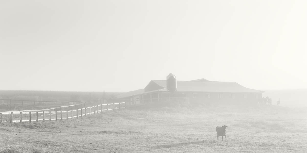 Cows, Barn, Fog, Horses