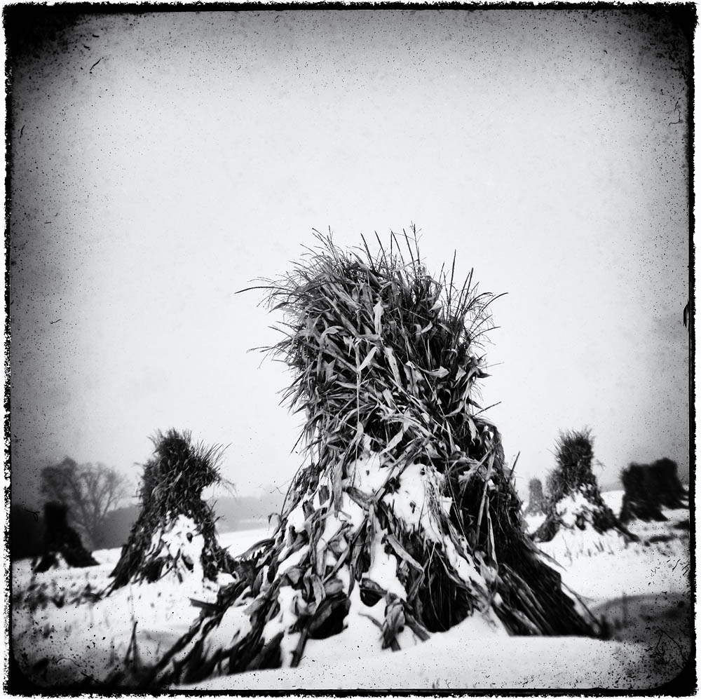 Winter, Hay, Amish