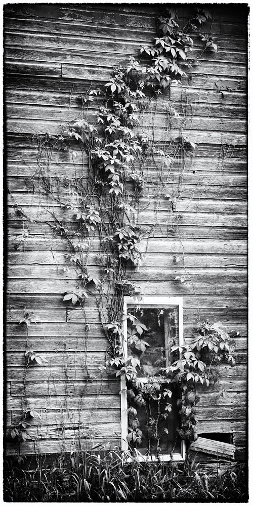 Barn, vines on barn