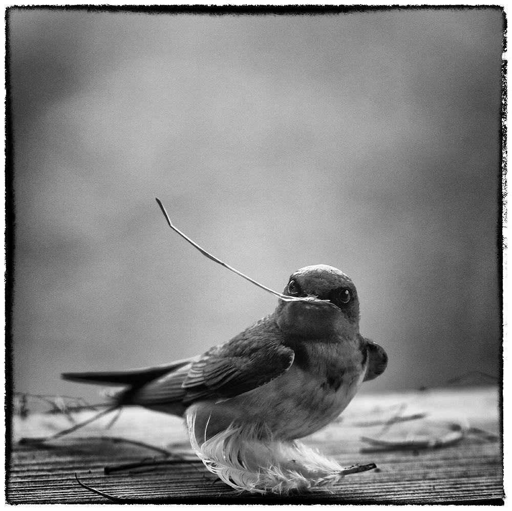 Barn Swallow