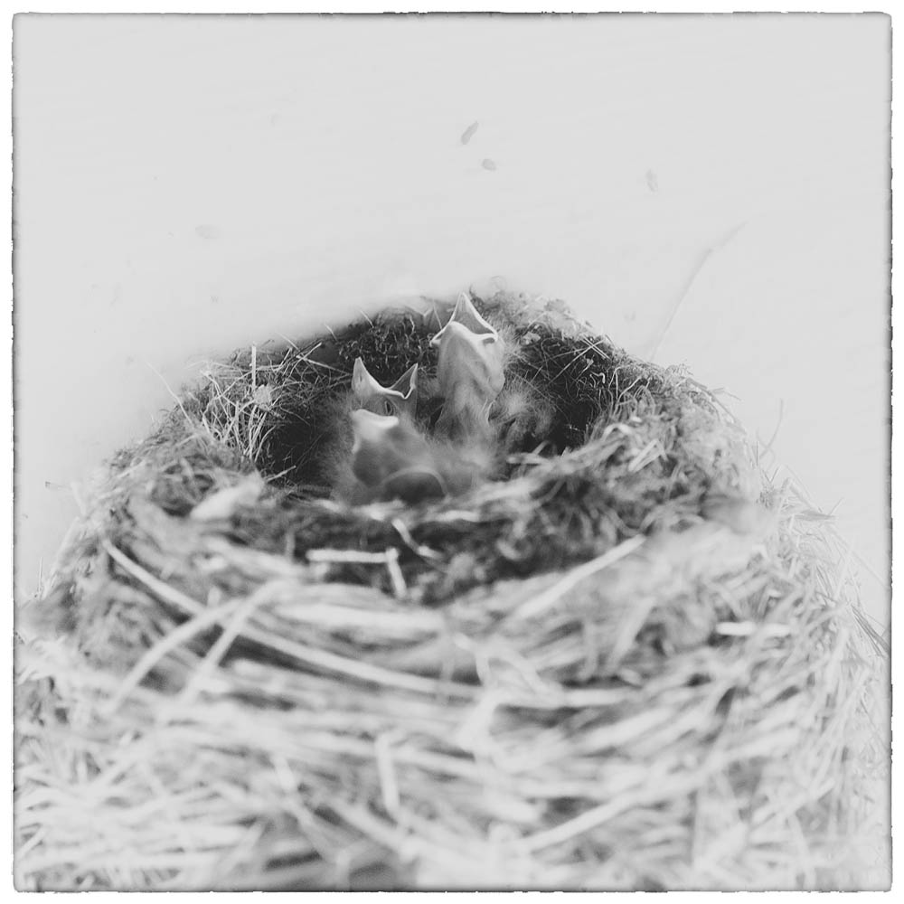 bird, bird chicks, bird babies