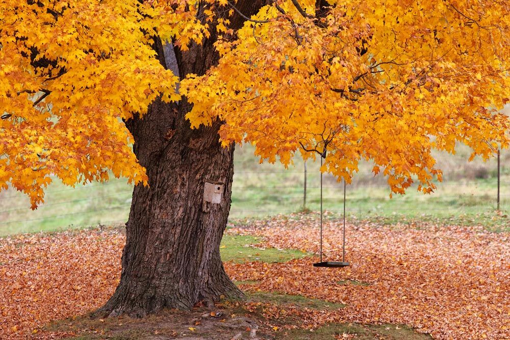 Birdhouse, Swing, Maple, Fall Colors,Fall Maple, Trees