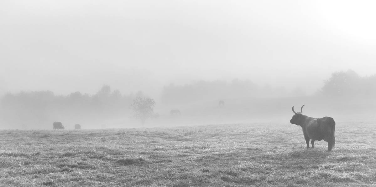 cows, bull, pasture