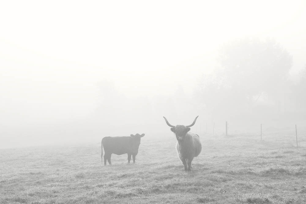 Cows, Highland Cow, Angus Cow