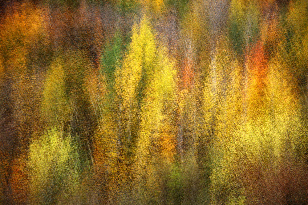 Aspen And Sugar Maples tree abstracts, abstracts, color abstracts