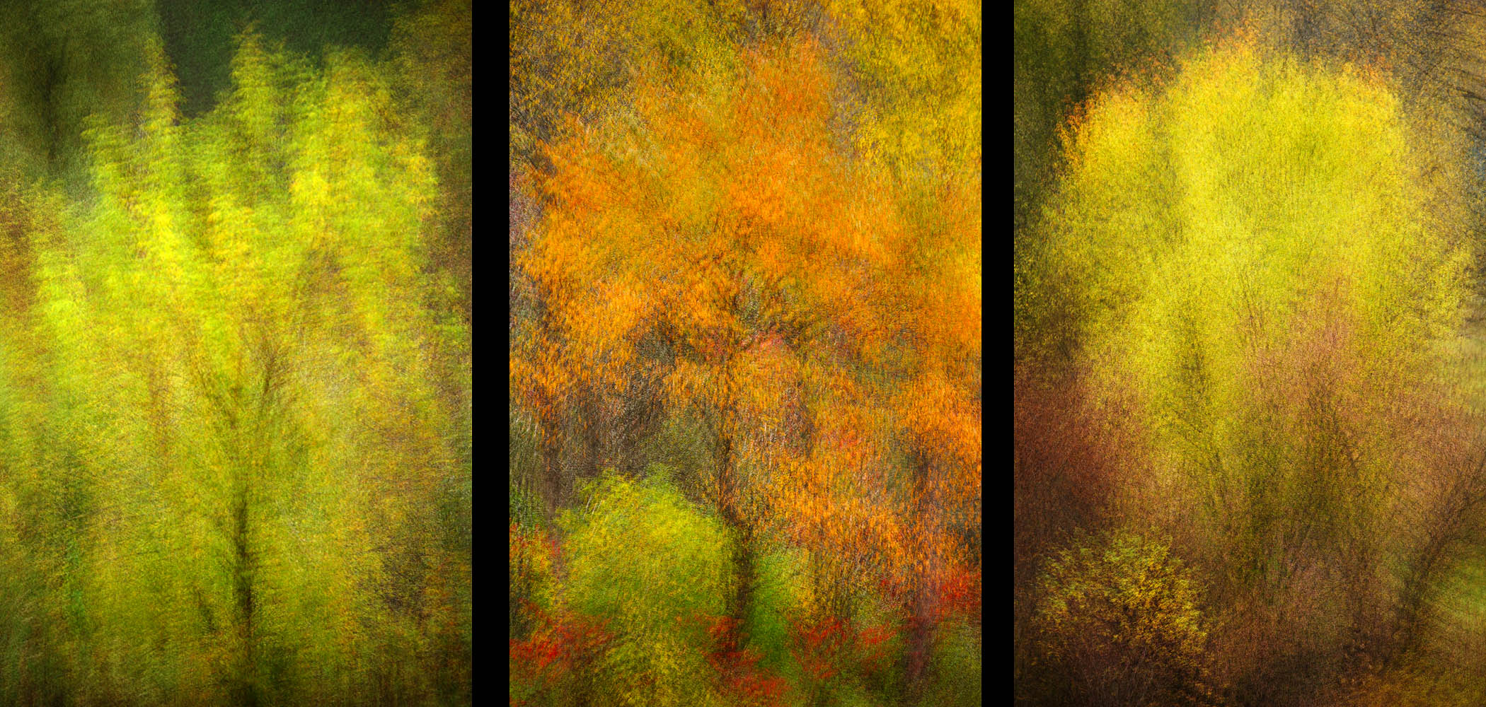 Fall Triptych Images captured in a place where the skies are a little bluer, and the stars shine a little brighter.